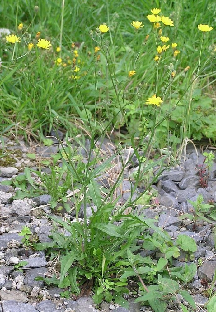 Crepis capillaris